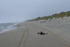 20110707_113805_p1000786_large