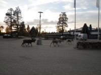 endurokul-i-finska-lappland-045